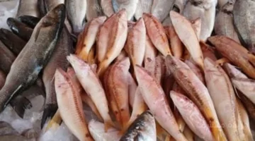 وفرة المعروض تهوي بأسعار الأسماك في كفر الشيخ.. والبلطي يسجل أدنى مستوى له هذا الموسم 1